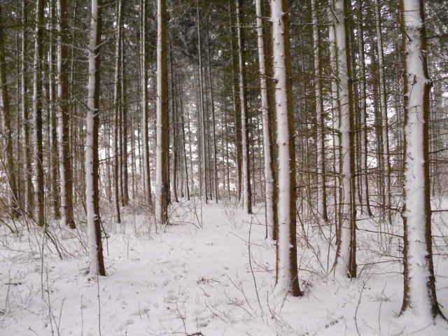 Schnee-18.03.2013-Wald