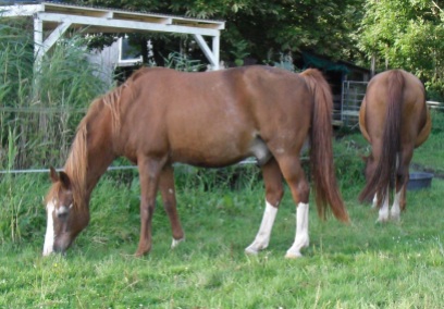 August-2014-Pferde-mampfen