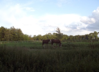 August-2014-Pferde-Sommerabend