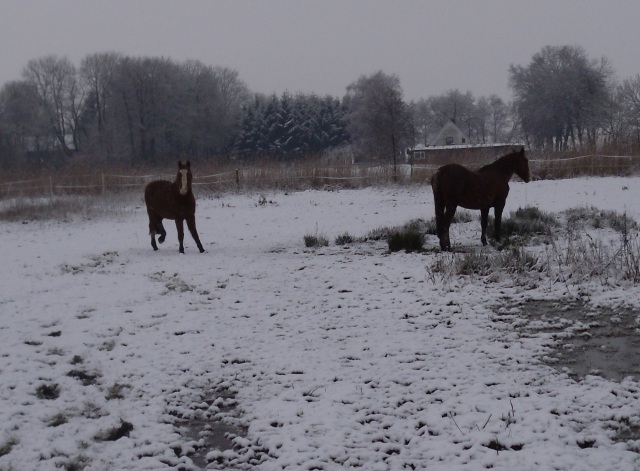 Pferde-Schnee-Jan-2015-c
