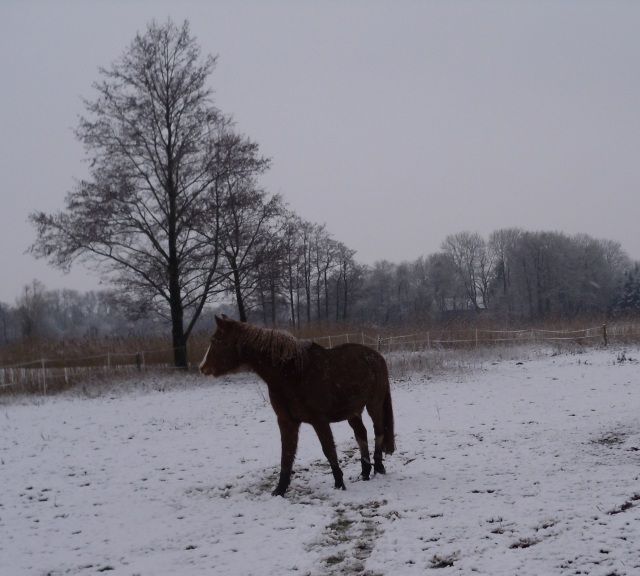 Pferde-Schnee-Jan-2015-e