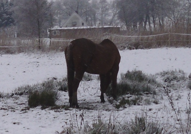 Pferde-Schnee-Jan-2015-f