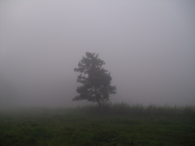 Nebel-22.07.2016-b